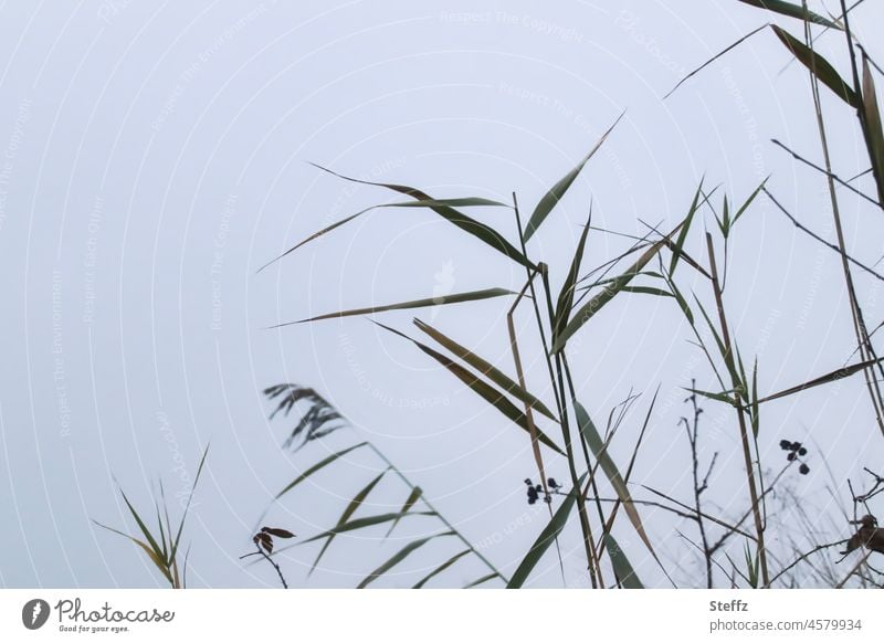 Schilf am Teich Röhricht Schilfgras Biotop Schilf-Röhricht Gras Schilfrohr Dezemberblues Phragmites australis Ruhe Wintergras graphisch Dezemberlicht Stille