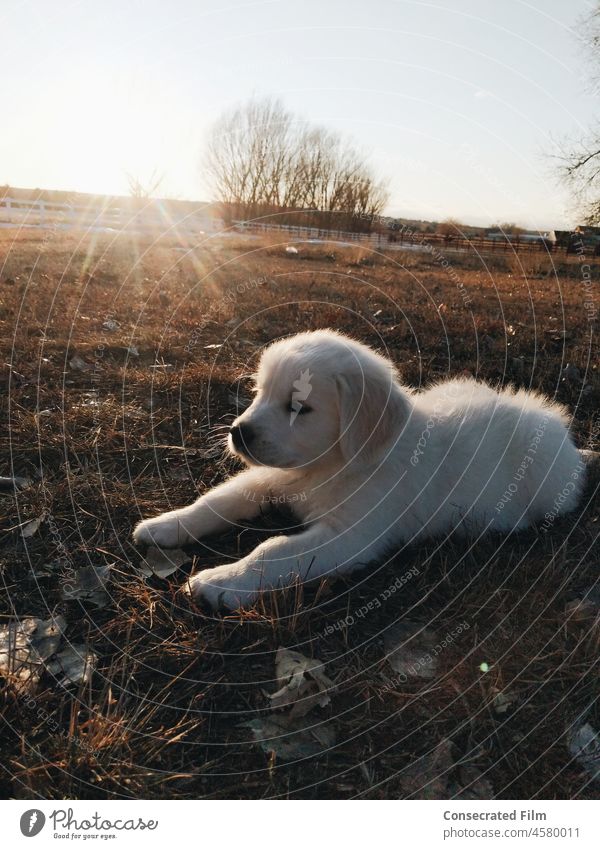 English Cream Golden Retriever Welpe liegt in der Sonne in einem offenen Feld reinrassig Hund Tiere heimwärts Land Kleinstadt Englische Creme