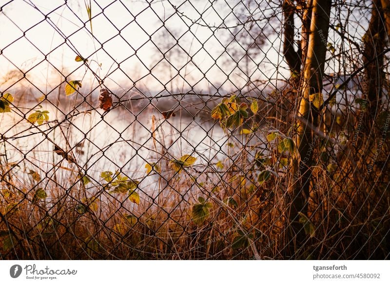 Frostiger Morgen Zaun Maschendrahtzaun Sonnenaufgang Morgendämmerung Sonnenlicht Raureif kalt Winter Farbfoto Eis Außenaufnahme Menschenleer gefroren Umwelt