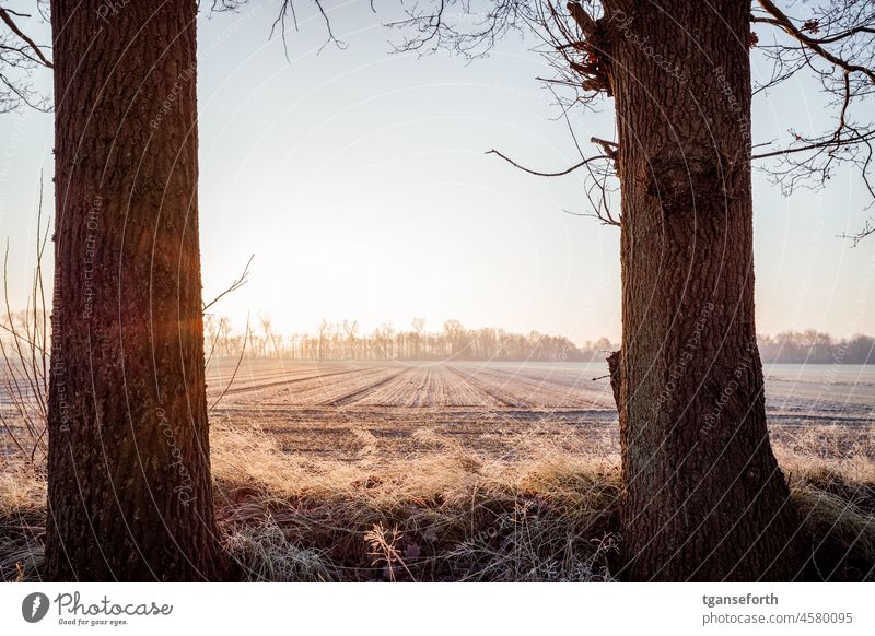 Frostiger Morgen Sonnenaufgang Morgendämmerung Sonnenlicht Raureif kalt Winter Farbfoto Eis Außenaufnahme Menschenleer gefroren Umwelt Nahaufnahme frieren Kälte