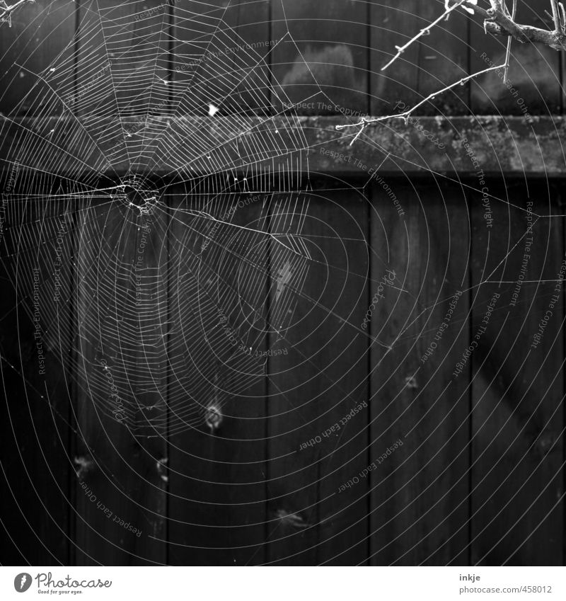 12:25 Uhr mittags Natur Menschenleer Zaun Bretterzaun Spinnennetz Spinngewebe Netz Netzwerk hängen warten dunkel dünn Ekel rund gewissenhaft fleißig Ausdauer