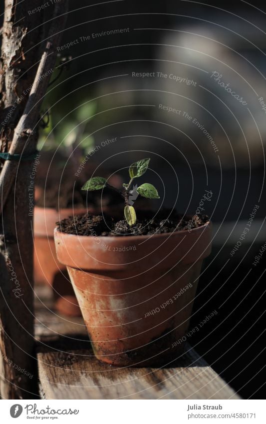 Auberginen setzling in Tontopf Gärtner Setzling fruehjahr Frühling gießen nass Erde Natur gärtnern Tiefenschärfe Pflanze Gartenarbeit Gartenbau Nutzpflanze Ast