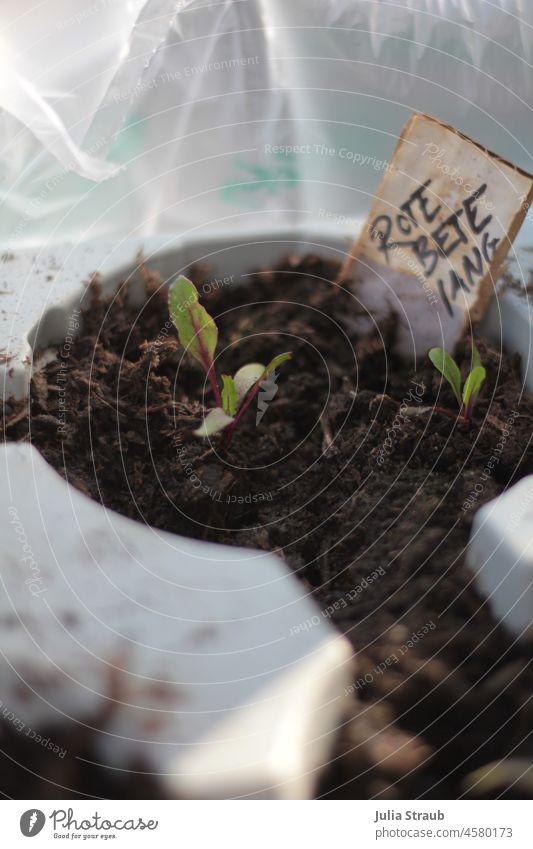 Rote Bete anzucht pflanze erde plastik gärtnern Erde Boden Anzucht Anzuchttopf Pflanze Setzling Plastik Folie draußen Gewächshaus Frühling Bioprodukte Natur