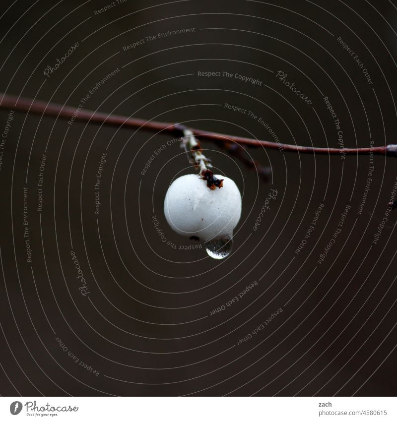 Perle Tropfen Ast Zweig Regen Regentropfen Nebel nass Wassertropfen Nahaufnahme schlechtes Wetter Natur grau Herbst