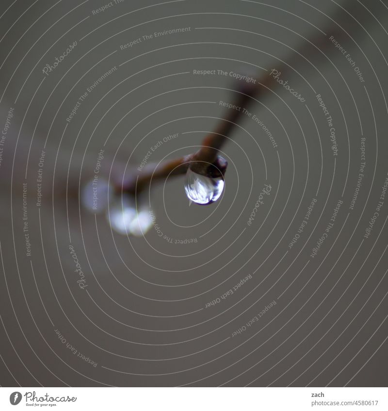 Perle Tropfen Ast Zweig Regen Regentropfen Nebel nass Wassertropfen Nahaufnahme schlechtes Wetter Natur grau Herbst