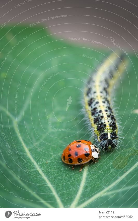 Grundstückverteidigung Umwelt Natur Tier Sommer Pflanze Blatt Garten Park Wiese Käfer 2 Beratung sprechen kämpfen Ekel klein lang grün rot Defensive Marienkäfer