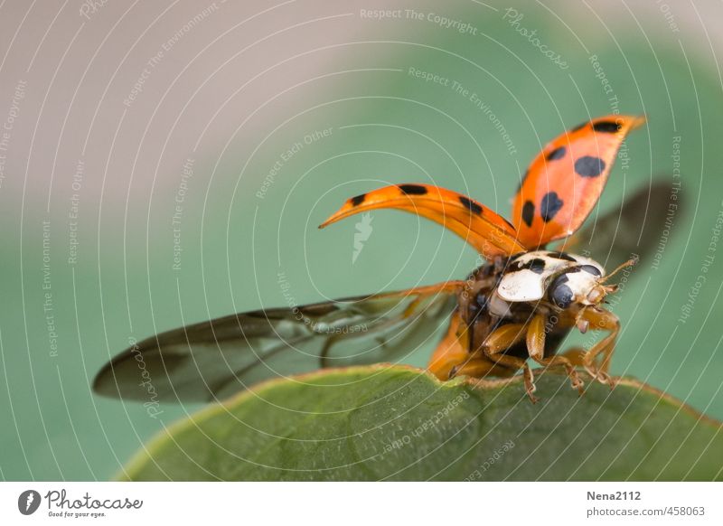 Guten Flug ins neues Jahr! :) Umwelt Natur Tier Luft Frühling Sommer Herbst Schönes Wetter Pflanze Blatt Garten Park Wiese Feld Wald fliegen