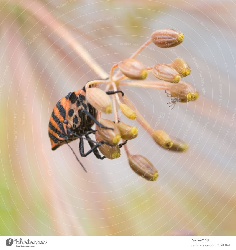 Festhalten! Umwelt Natur Tier Luft Sommer Pflanze Blüte Garten Park Wiese Käfer 1 beobachten Bewegung festhalten kämpfen orange rot Insekt Wanze gestreift