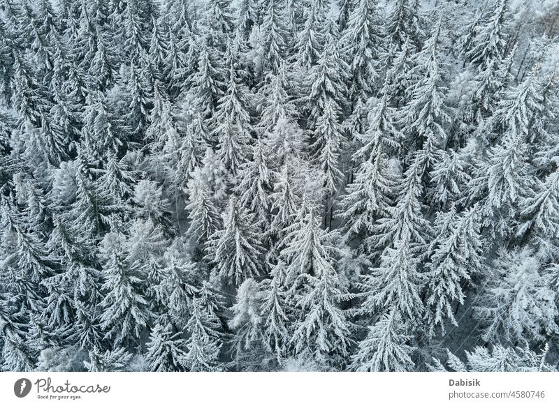 Luftaufnahme eines schneebedeckten Waldes Winter Schnee Antenne Berge u. Gebirge Baum Natur Hintergrund Landschaft Flug Waldgebiet Dröhnen verschneite Polen