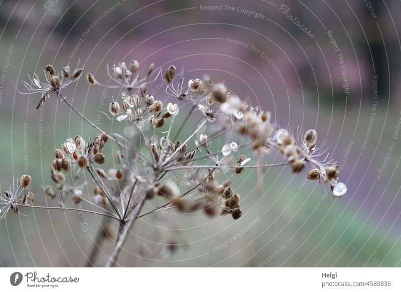 Samenstand  einer vertrockneten Doldenblüte Pflanze Doldengewächs Winter Nahaufnahme Macroaufnahme Schärfe Unschärfe Detailaufnahme Schwache Tiefenschärfe