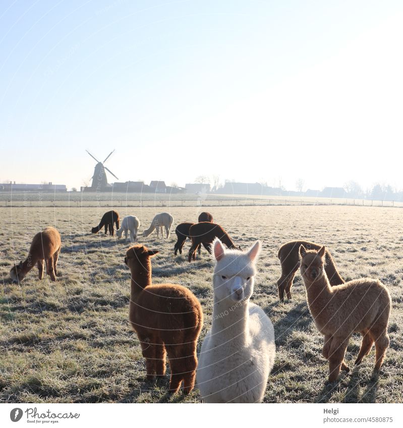 mehrere Alpakas auf einer frostigen Wiese, im Hintergrund eine Windmühle Tier Herde Alpakaherde Pako Kamelart Herdentier Gruppe Wolle Landwirtschaft Nutztier