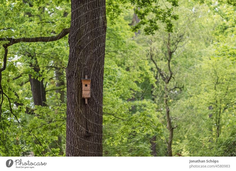 Vogelkasten an Baumstamm im Wald voller Grün grün Baumrinde grünes Leben waldbaden Waldspaziergang Erholung Natur Pflanze Außenaufnahme Farbfoto Blatt