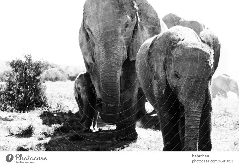 BIG  family Tierporträt Unschärfe Kontrast Schatten Licht Tag Menschenleer Nahaufnahme Außenaufnahme Schwarzweißfoto stark wild Fernweh schön exotisch