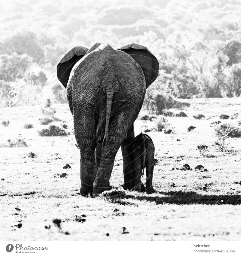 am arsch der (tier)welt | gibts die größten niedlich wild besonders Wildnis beeindruckend wunderschön exotisch Natur Fernweh Tierbaby Zusammensein addo Mutter