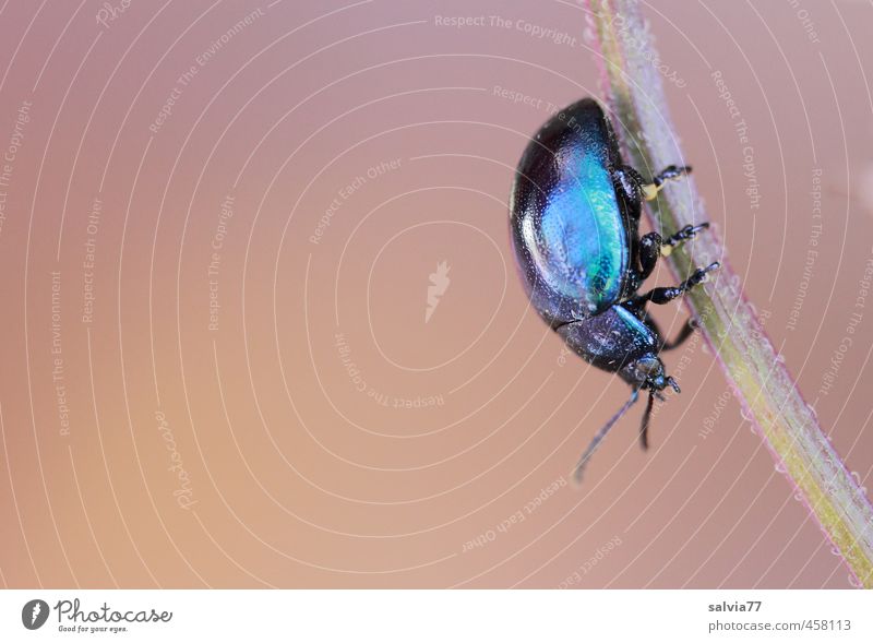 schillernder Käfer 3 Umwelt Natur Pflanze Sommer Tier Wildtier 1 krabbeln glänzend blau grün türkis Insekt Klettern Panzer abwärts Fühler Farbfoto mehrfarbig