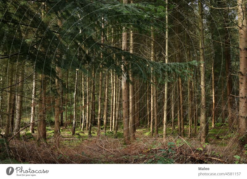 Schöner Nadelwald an einem sonnigen Tag Wald nadelhaltig grün Natur Baum Schönheit Kiefer Sommer niemand im Freien Landschaft Immergrün Pflanze Sonnenlicht