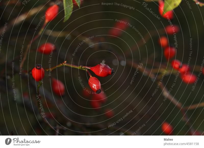 Hagebuttenfrüchte im Herbst vor einem unscharfen Hintergrund Beeren Frucht rot Buchse Roséwein Dornbusch frisch Gesundheit natürlich Natur Pflanze reif Saison