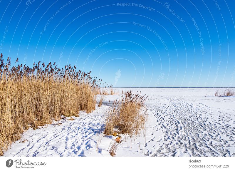 Bodden bei Ahrenshoop auf dem Fischland-Darß im Winter Schnee Schilf Ufer Mecklenburg-Vorpommern Althagen Gewässer Fußspuren gefroren Tourismus Idylle Himmel