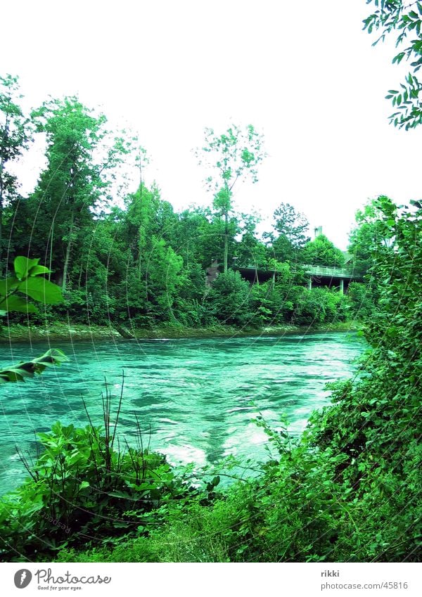 Aare Sträucher Fluss Wasser Natur Außenaufnahme