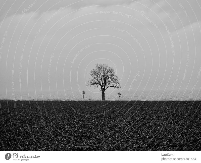 Der Apfel fällt nicht weit vom Stamm Baum Bäume Landschaft Natur Umwelt Feld Meer Meeresufer Himmel Wolken Ostsee Ostseeküste groß klein groß und klein Ableger