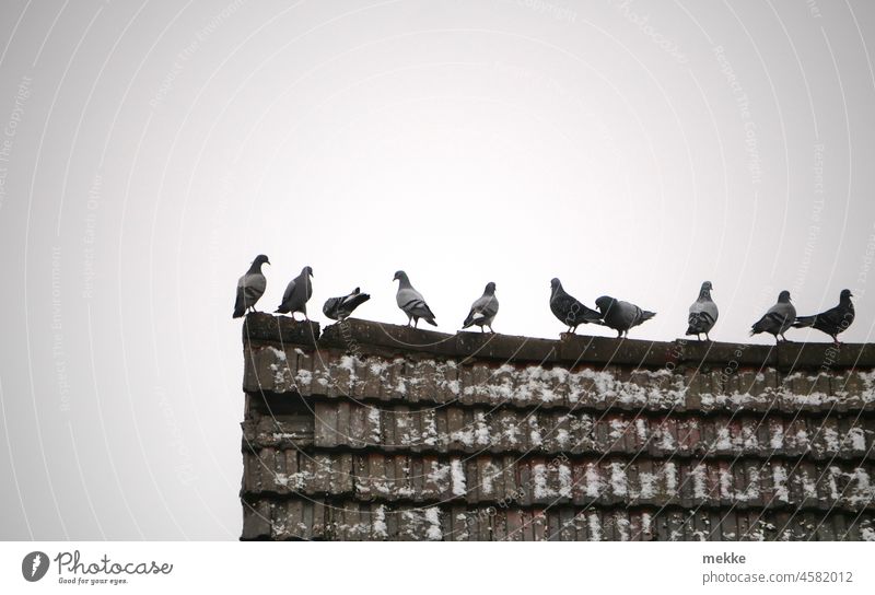 Warten auf den Startschuss zum nächsten Flug Tauben Dach Haus Vogel Vögel Taubenschlag fliegen Himmel Schwarm Vogelschwarm Tiergruppe Dachfirst Ziegel