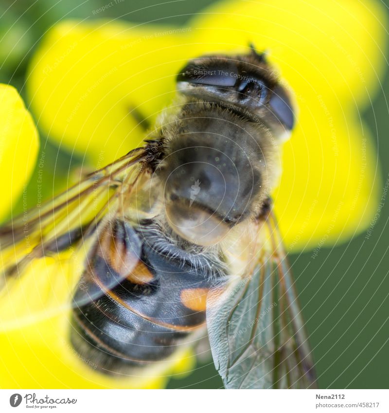 Gelbsucht Umwelt Natur Luft Sommer Schönes Wetter Blume Blüte Garten Park Wiese Feld Fliege Biene 1 Tier stehen gelb Flügel Auge Insekt nektar sammeln klein