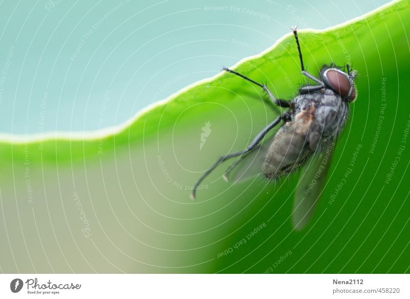 Mahlzeit... aus der Froschperspektive Umwelt Natur Schönes Wetter Pflanze Blatt Garten Wiese Fliege Tiergesicht Flügel 1 hängen krabbeln Ekel grau grün Insekt