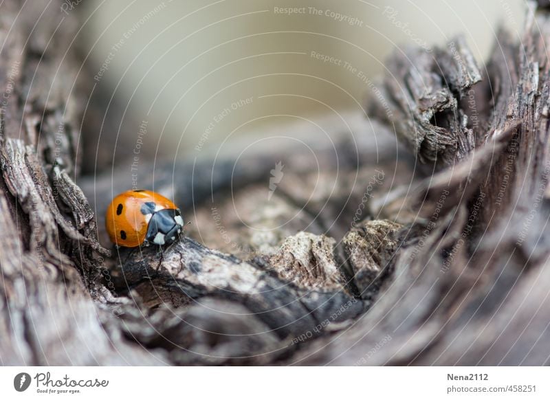 ... und Tiefe... Umwelt Natur Tier Luft Baum Garten Park Wald Käfer 1 kämpfen krabbeln laufen klein trist grau orange rot Marienkäfer Traurigkeit Punktmuster