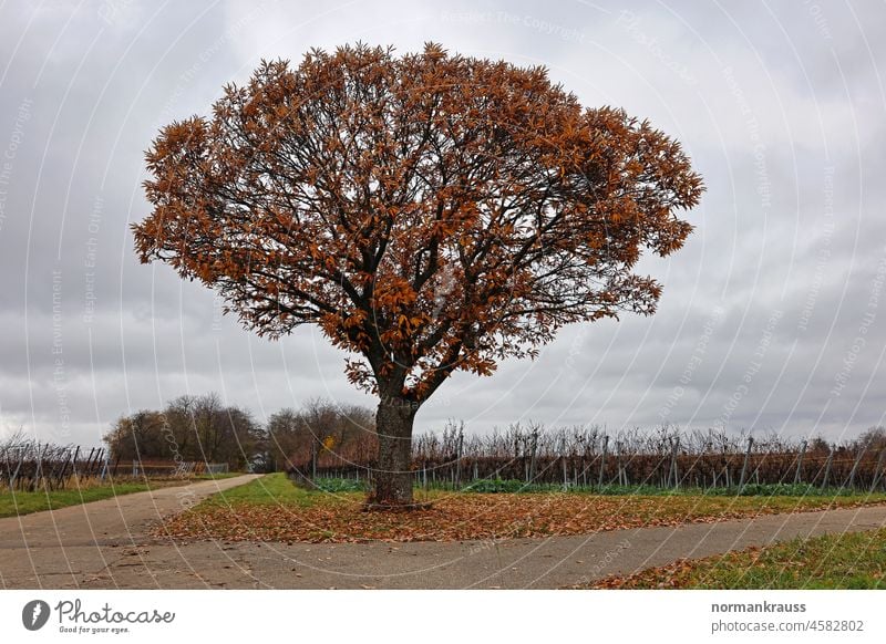 Baum im Herbst baum herbst herbstlaub herbstfarben natur jahreszeit weinberge weinstöcke weinreben feldweg landschaft welk verfärbt baumkrone