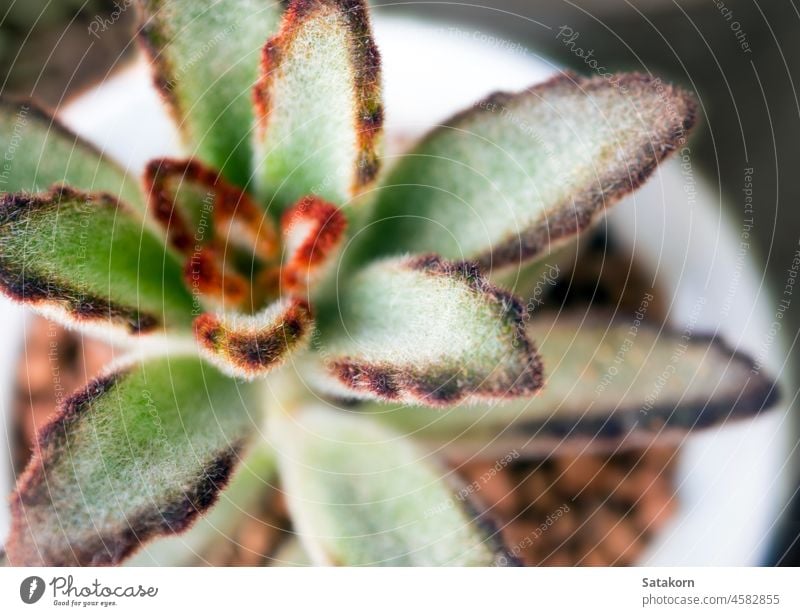 Sukkulente Pflanze Nahaufnahme, frische Blätter Detail von Kalanchoe tomentosa Fell Blatt grün Keramik Topf Kies schön Natur natürlich wachsen Korse Makro