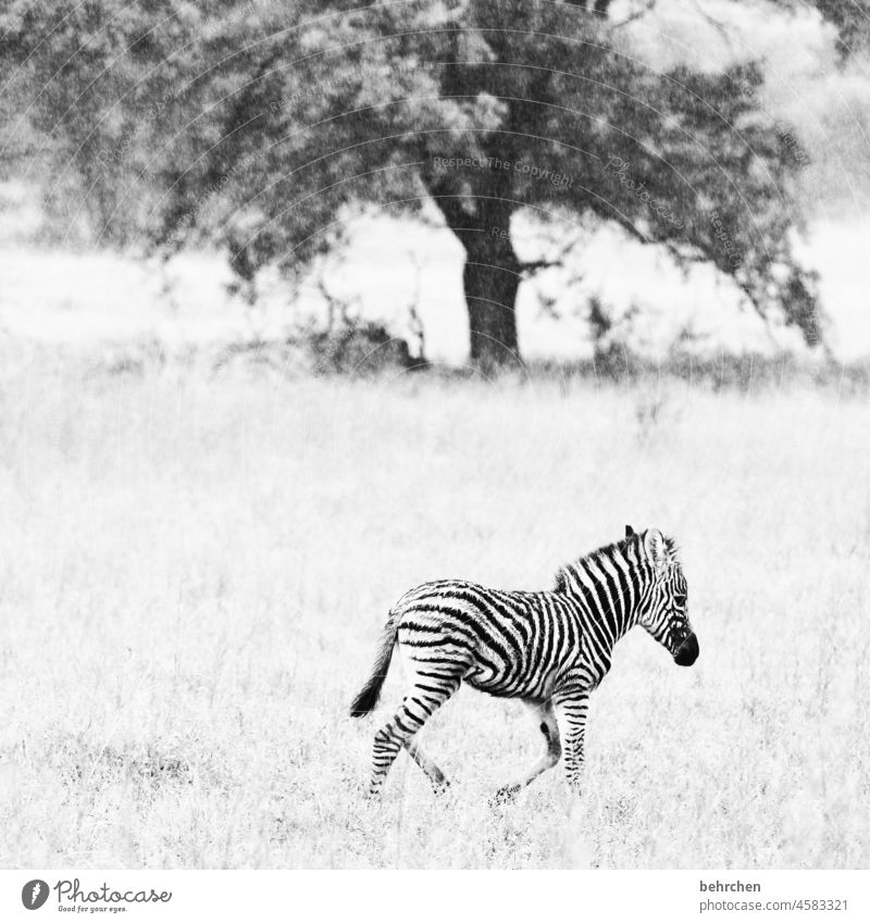 verletzlich Tierporträt Unschärfe Sonnenlicht Kontrast Licht hilflos Farbfoto Außenaufnahme Menschenleer Tag herzbewegend Geborgenheit außergewöhnlich Wildtier