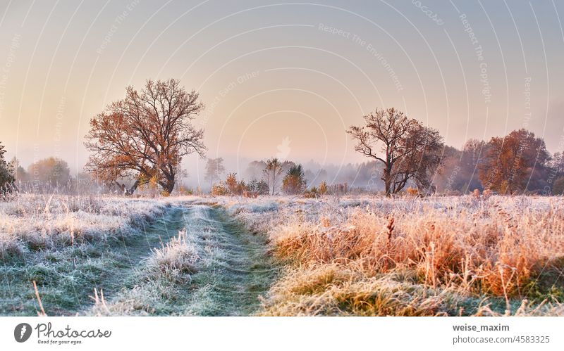 Mit Raureif bedecktes Gras in einem Panorama am frühen Morgen. Schotterstraße auf Feld, Eiche mit orangefarbenen Blättern. Saisonwechsel von Herbst zu Winter