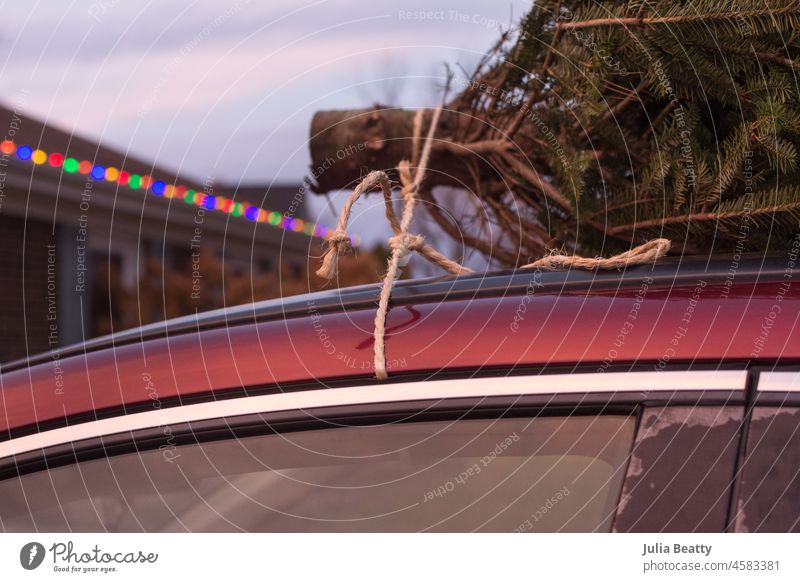 Lebendiger Weihnachtsbaum, der zum Transport auf ein rotes Auto gebunden ist; Haus im Ranch-Stil mit Weihnachtsbeleuchtung im Hintergrund lebender Baum