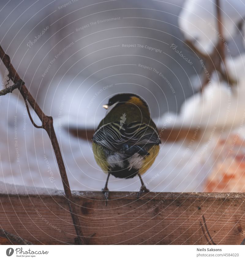 Kohlmeise in der Weihnachtszeit. Vogel Zuführung Fliege Flügel kalt Baum Lebensmittel Titte Singvogel Vogelfütterung Textfreiraum niemand Wald Federn Tier