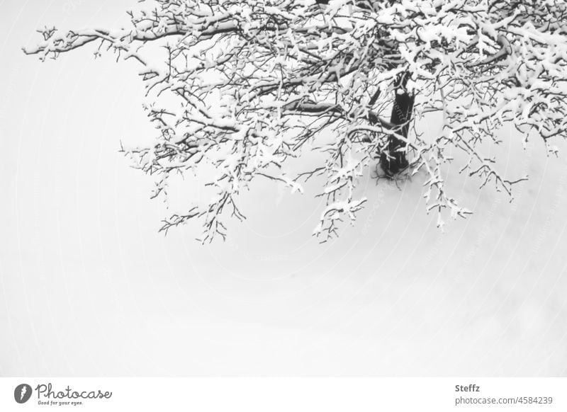 Schnee hinter dem Fenster schneebedeckt Winterruhe Schneedecke Winterbaum Dezember winterlich Winterstille Wintertag Winterkälte Winterfreude Wintereinbruch