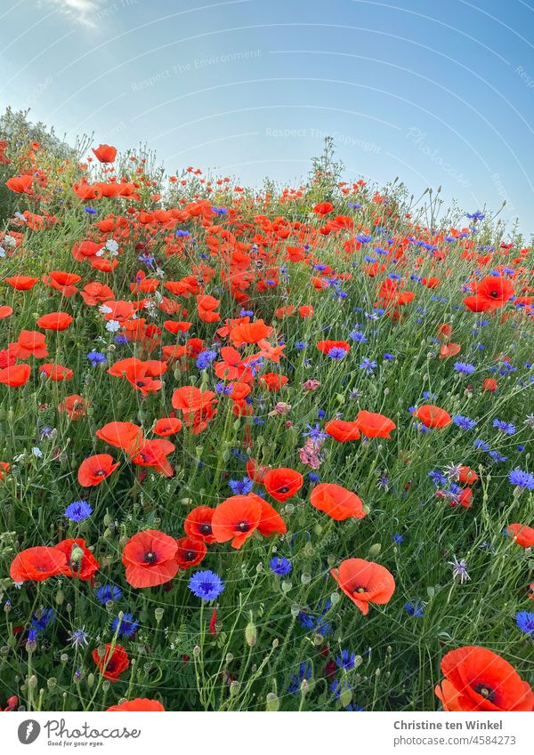 Die Schönheit im Auge des Betrachters | Mo(h)ntag mit Klatschmohn und Kornblumen Mohn Mohnblüte Papaver rhoeas Mohnwiese Licht Sommer schön Wiese Blumenwiese