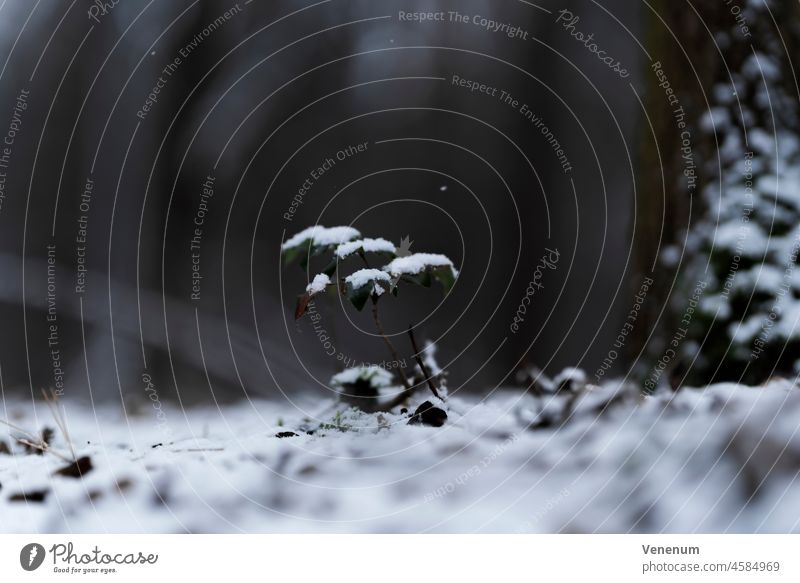 Kleiner junger Baum im Winter im Wald, sehr geringe Schärfentiefe, schönes weiches Bokeh, sehr kleine Schneeflocken fallen von den großen Bäumen Wälder Frühling