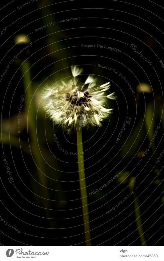 Pusteblume Löwenzahn Pflanze Blume verbreiten Dandelion Samen