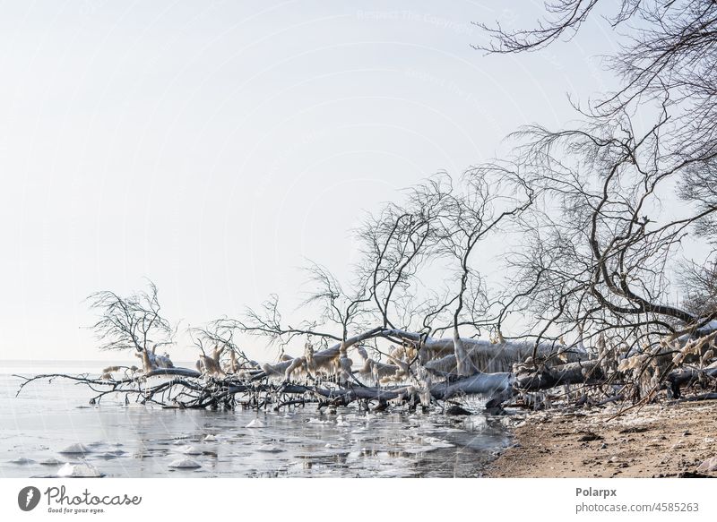 Gefrorener Baum mit hängenden Eiszapfen Alaska Kanada Fluss See Meer Winterzeit Skandinavien Norden Dänemark Fjord Küste Balkan vistula Schönheit Polen Muster