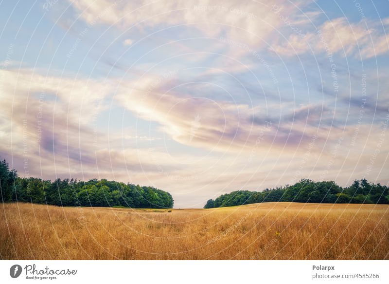 Sommerlandschaft mit goldenen Getreidepflanzen landwirtschaftlich frisch Strahlen Saison Stroh Samen Szene Ernten wachsen Licht Wachstum Ansicht Tag trocknen