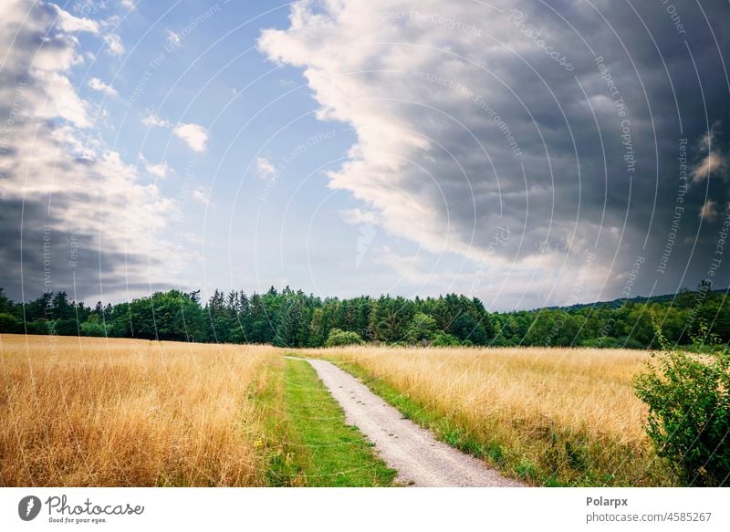 Ländlicher Feldweg inmitten eines goldenen Feldes glühen Sonne Baum Lebensmittel Landschaft Cloud Weg reif Tag kultiviert Ernte Ackerland Ansicht