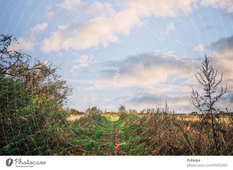 Natur mit Herbstlaub Tourismus Europa ballymena Gipfel Sonnenlicht Republik Irland Land Reise gelb schön Saison Tag Erholung Baum Wanderung üppig (Wuchs) Wald