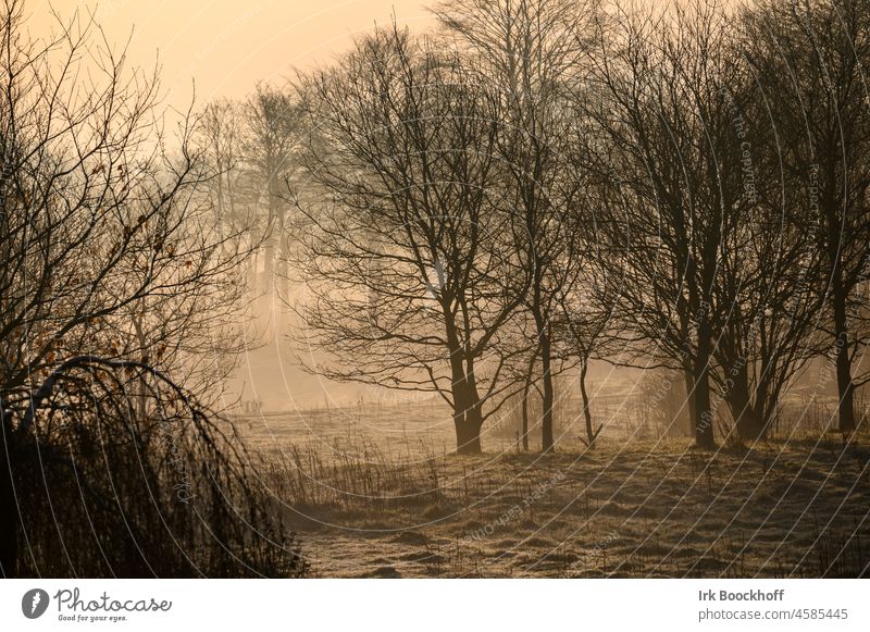 eisiger Wintermorgen bei Sonnenaufgang Dunst Hoffnung Trauer trauerkarte Romantik Stimmung Meditation Erholung Licht orange Deutschland harmonisch