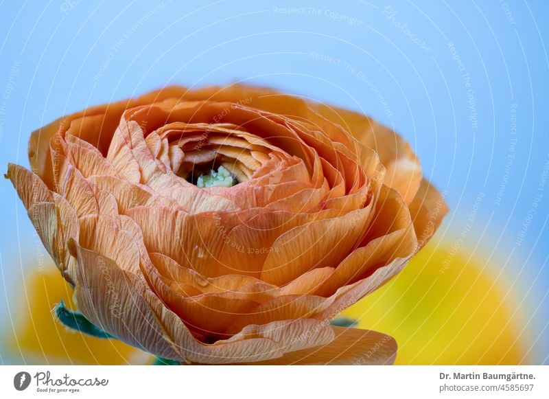 Ranunkel, Asiatischer Hahnenfuß ( Ranunculus asiaticus ), Gartenform Blüte Topfranunkel Floristenranunkel Schnittblume Zierblume Pflanze Blume