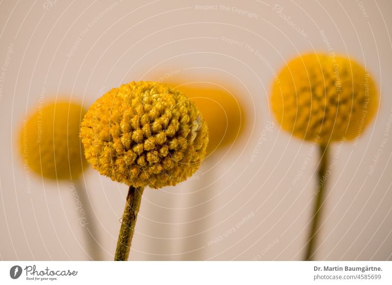 Craspedia, Gelber Trommelstock Blütenstand Korbblütler Asteraceae Compositae aus Australien gelb Schnittblume Zierblume Blume Pflanze