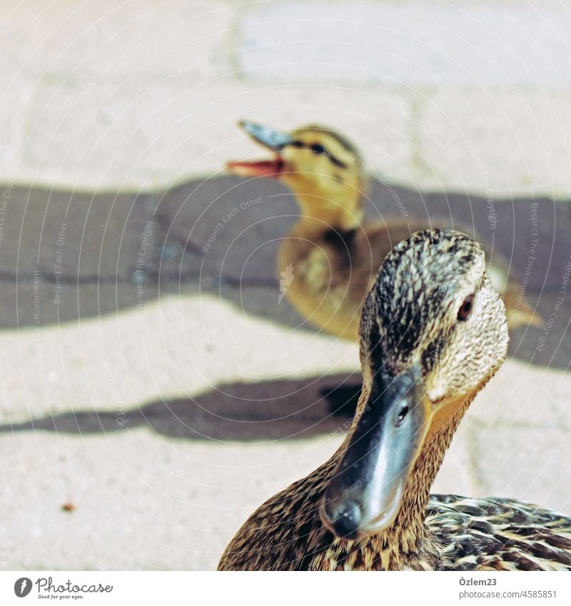 Mamaente und Babyente. Mama passt auf und schaut ernst in die Kamera. Ente mama Kind Farbfoto niedlich Natur Sommer Familie & Verwandtschaft braune Ente