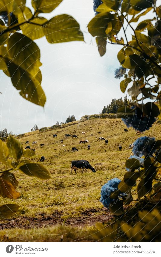 Weidende Kuhherde am Berghang Herde Hügel Natur weiden Landschaft Grasland Tal Baum Sommer Umwelt wolkig Himmel Tier Viehbestand Wiese Feld Hügelseite friedlich