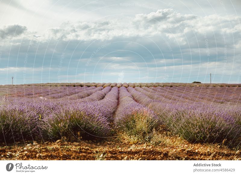 Großes violettes Lavendelfeld Feld Reihe Blume Himmel malerisch Ansicht schön blau purpur Pflanze duftig Natur Sommer farbenfroh Landschaft Garten geblümt