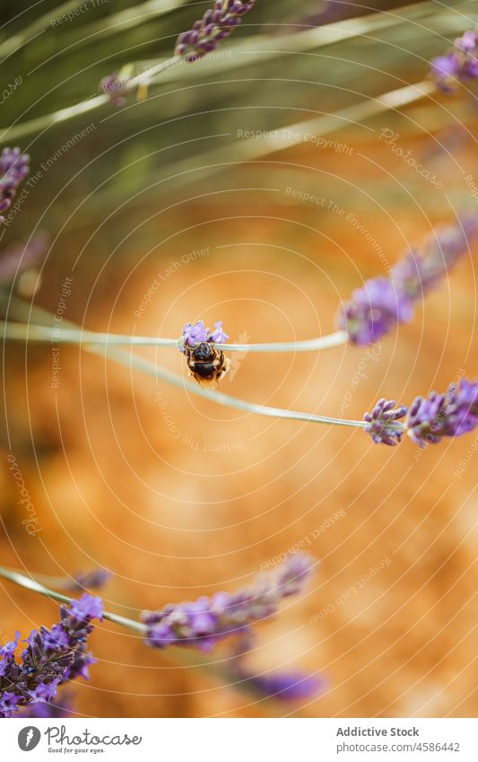 Biene auf Lavendelzweig im Feld Blume Natur Blütezeit Pollen Wiese Flora Pflanze pflücken Garten winzig Landschaft Wachstum abholen Sommer Nektar Insekt Aroma