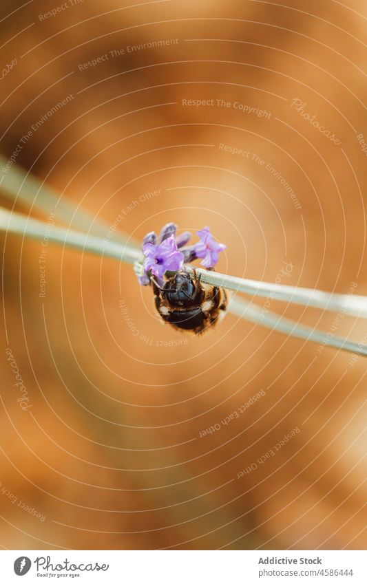 Biene auf Lavendelzweig im Feld Blume Natur Blütezeit Pollen Wiese Flora Pflanze pflücken Garten winzig Landschaft Wachstum abholen Sommer Nektar Insekt Aroma